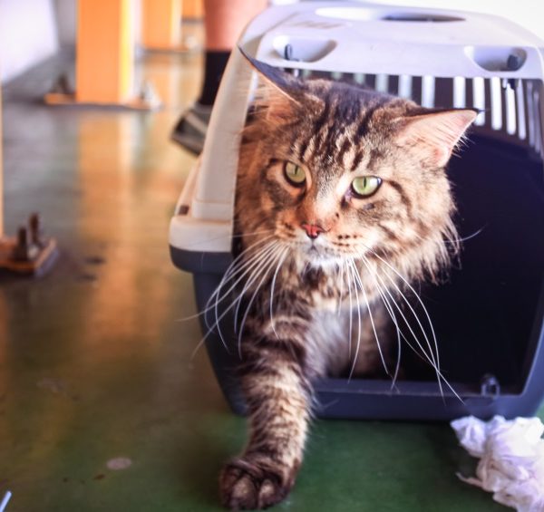 10 THINGS TO DO WHEN ADOPTING A PET