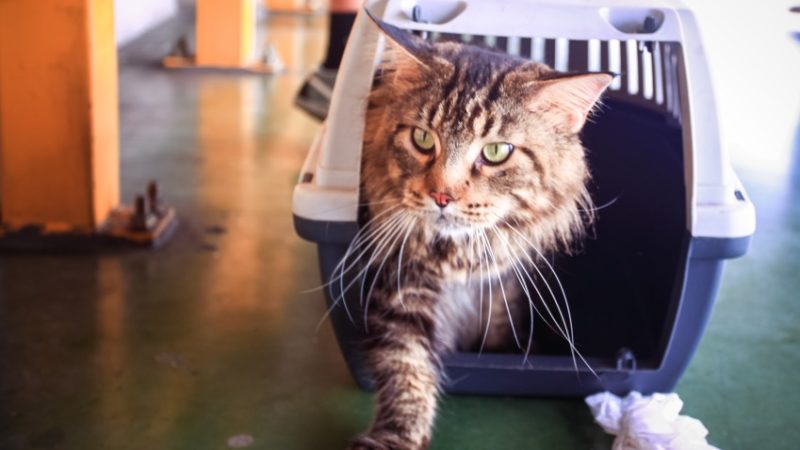 10 THINGS TO DO WHEN ADOPTING A PET