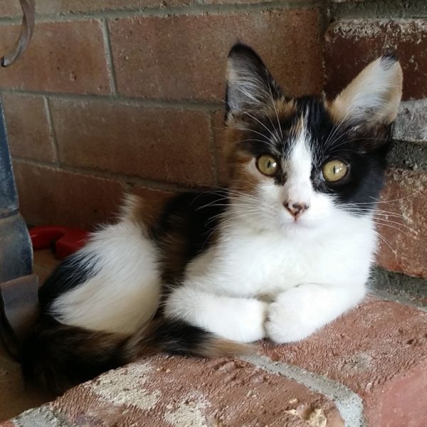 ASPCA GIVES PGC A BIG BOOST!