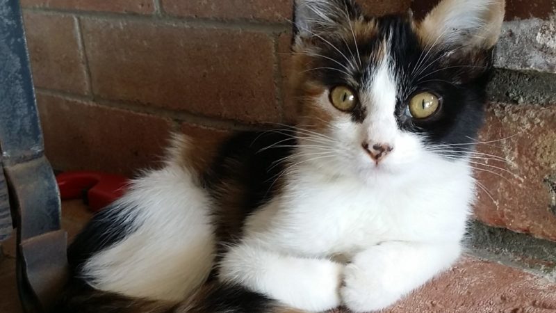 ASPCA GIVES PGC A BIG BOOST!