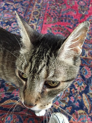 HAPPY TAILS – OLD SCRATCH