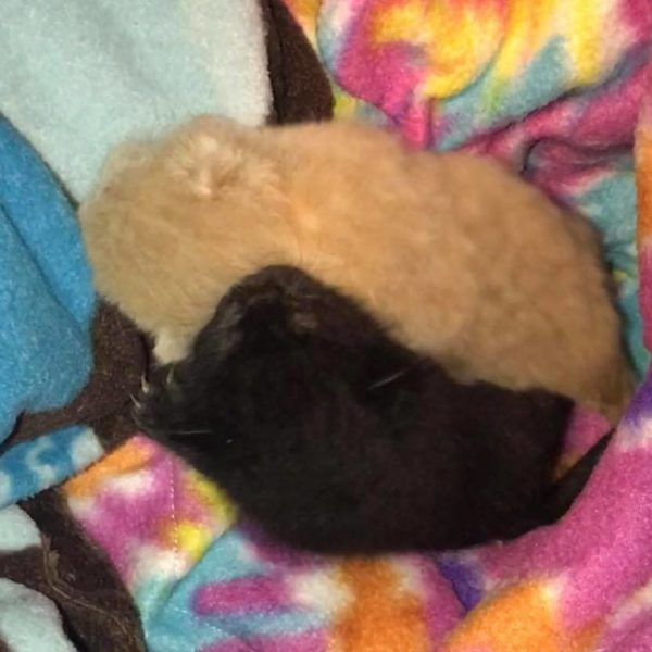 YIN AND YANG